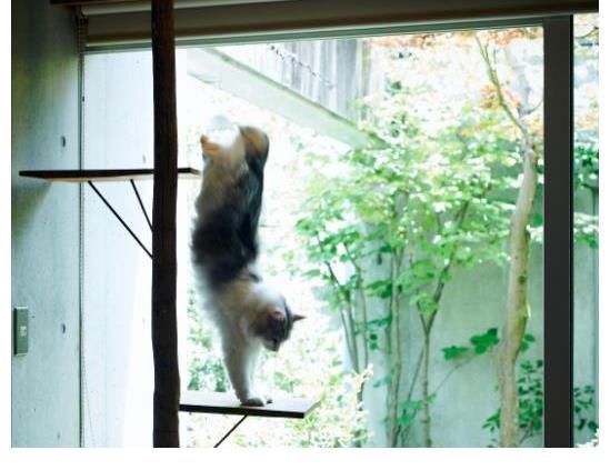 夫妇|日本夫妇的“绿植”之家，温馨又清新，夏日也能过得很“清新”