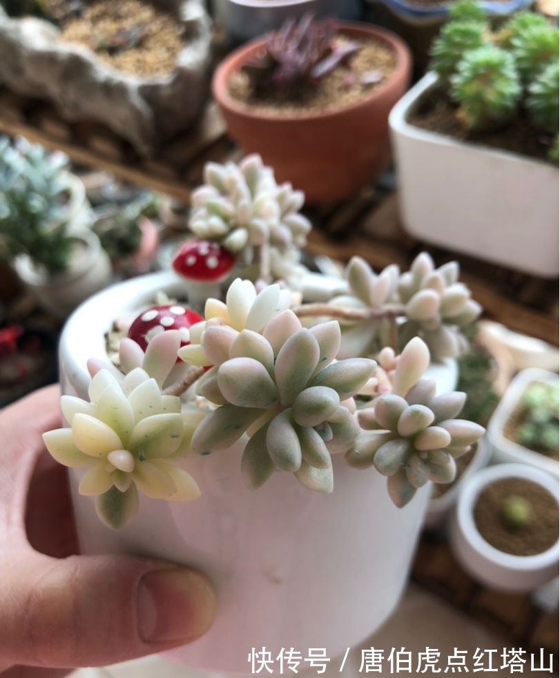 多肉变“畸形”,身价能翻好几倍,可遇不可求!