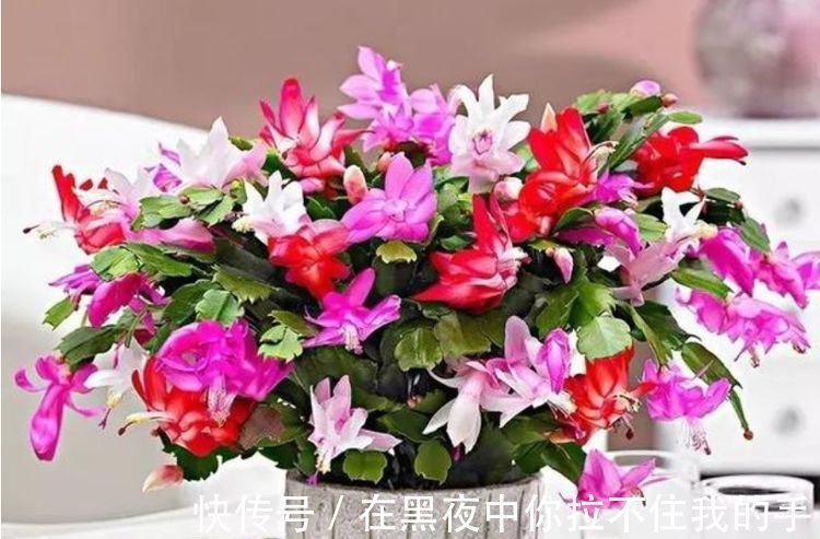 家里阳台养此款花，新手也能养爆盆，四季有花开，花香四溢飘满屋