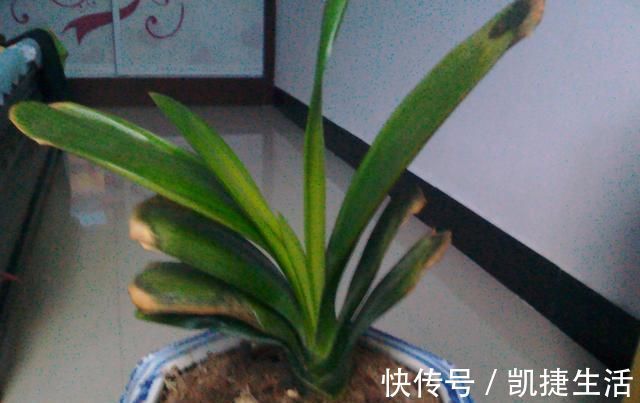 养君子兰,这“3个位置”,千万不能放,一放开花就难了,要注意