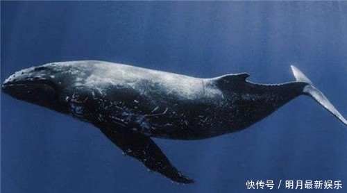 燃料|“人鱼膏”是什么?秦始皇陵烛火能烧千年不灭,传说燃料是人鱼膏