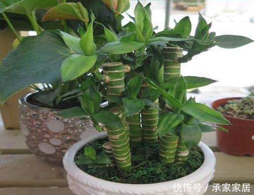客厅养花别“佛系”,3种花最合适,“聚财养人”好寓意,上档次