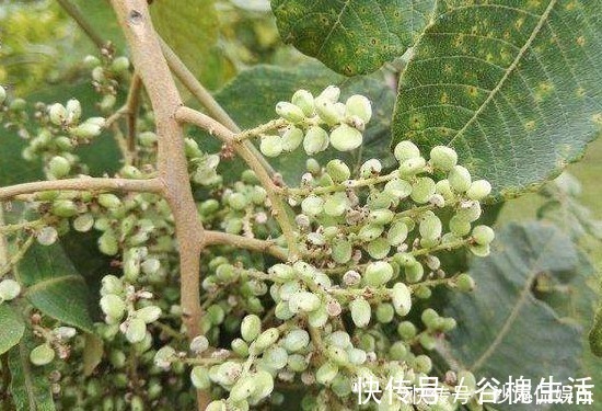 中药|一味中药治牙痛,不用吃,一涂就好,百治百效,妙不可言