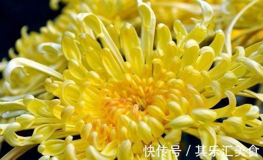 花卉|农历十一月大雪过后，养什么花？家里养3种花，吉庆有余喜气盈盈