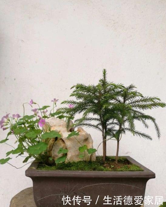 枝干|盆景多珍贵，爱花的人都知道，不小心枝干折损，我们该怎么办