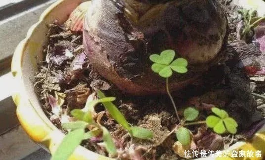 盆栽|养了快十年花才明白，花盆里长的“杂草”别拔，留着很有用处