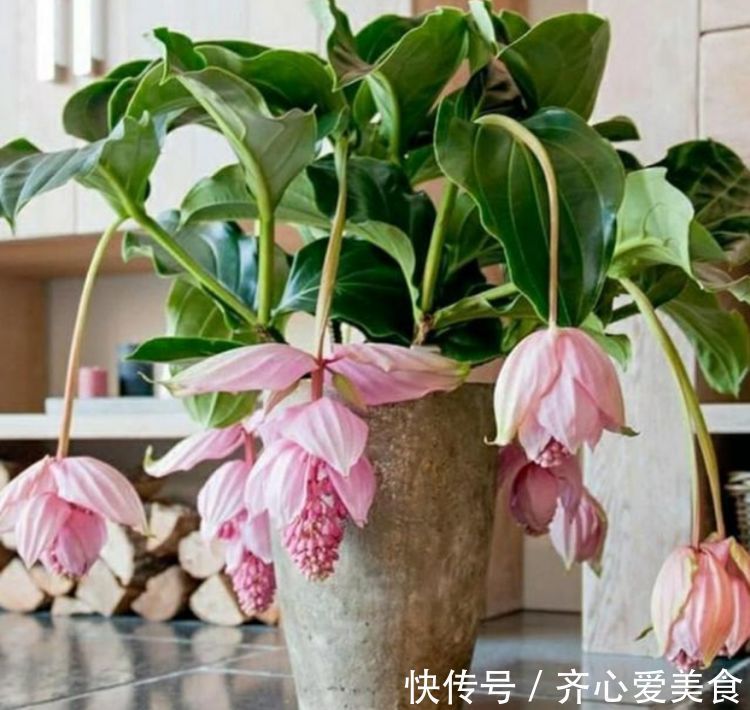 粉血色|4种花很漂亮,好养易活能爆盆,连年开花,能养一辈子