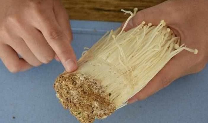 免费|金针菇的根部不要扔掉,让你不花一毛钱,吃上一年免费的金针菇