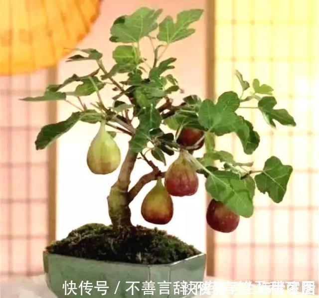 阳台上|还在苦苦养花吗？今年都流行种果树了，开完花就结果，味甜真不错