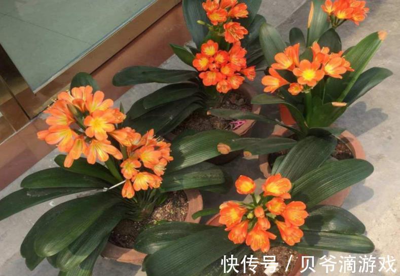 老花匠教你一个小妙招,君子兰不黄叶不干尖,油绿发亮惹人爱