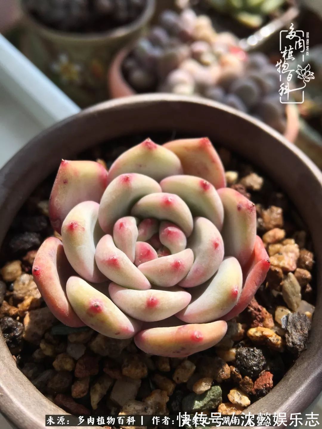 阳台党|邂逅多肉,爱折腾的阳台党,总能收获简单纯粹的快乐!