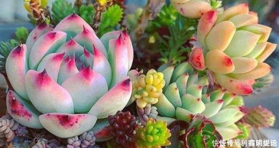 天暖和了,把多肉搬出来晒晒太阳,叶色绚丽多姿,观赏性强