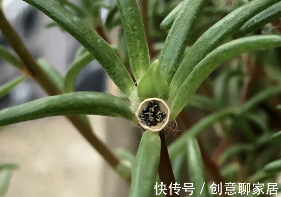 凤仙花|10种花开完不要剪，等20天之后，1盆变多盆