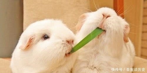 乌龟@“千年王八万年龟”,其实下半句才是精华,短短7个字道尽人性!