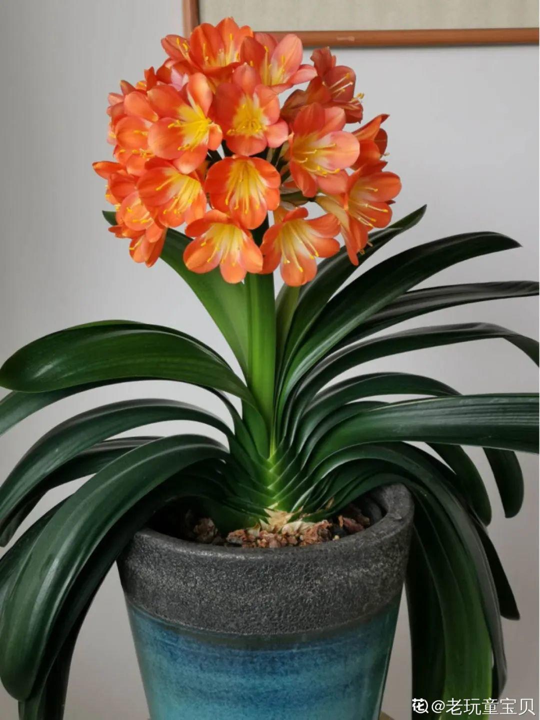 再穷也要养长寿花，寓意好、开花美，养人又养家！