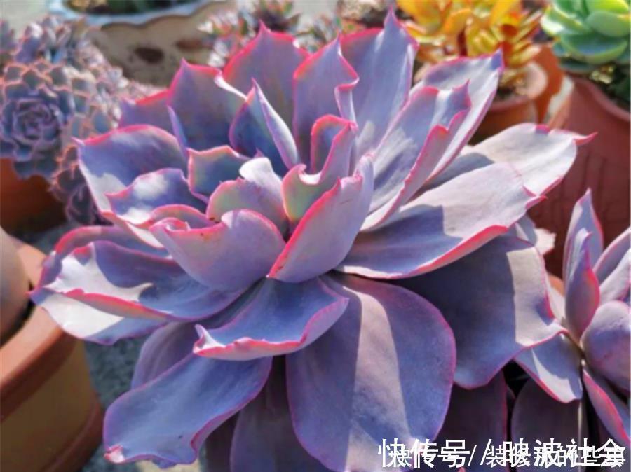 仙子|多肉中的“广寒仙子”,养护过程有4怕,学会了仙气飘飘幽蓝高贵