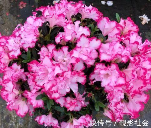 朱顶红种球|4种花被称为开花劳模,365天开花不断,每天都有花赏