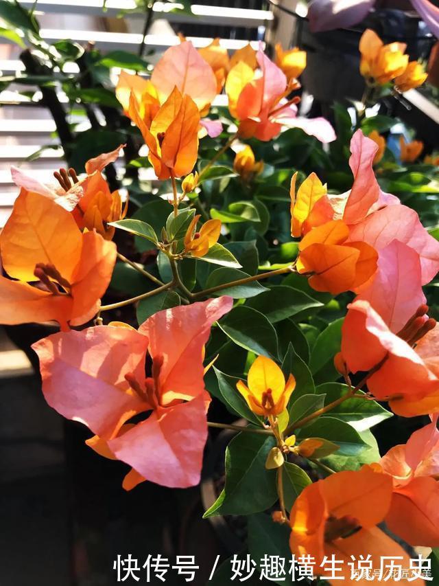 45种三角梅品种,红、橙、黄、绿、白、紫,每一种都很好看!