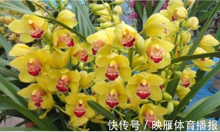 6月12日开始,养花试试这几款,花型奇特美丽,花香四溢飘满屋