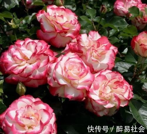 花瓣|10年老花农养月季，只选这3种，开花美极了，是盆栽佳品！