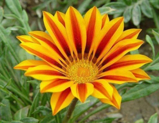 4种花适合春天养,招财进宝添福运,看起来绿绿的,很漂亮