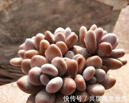 浇水|花友硬生生把“普货”桃美人养出“贵货”的状态,离不开这5点!