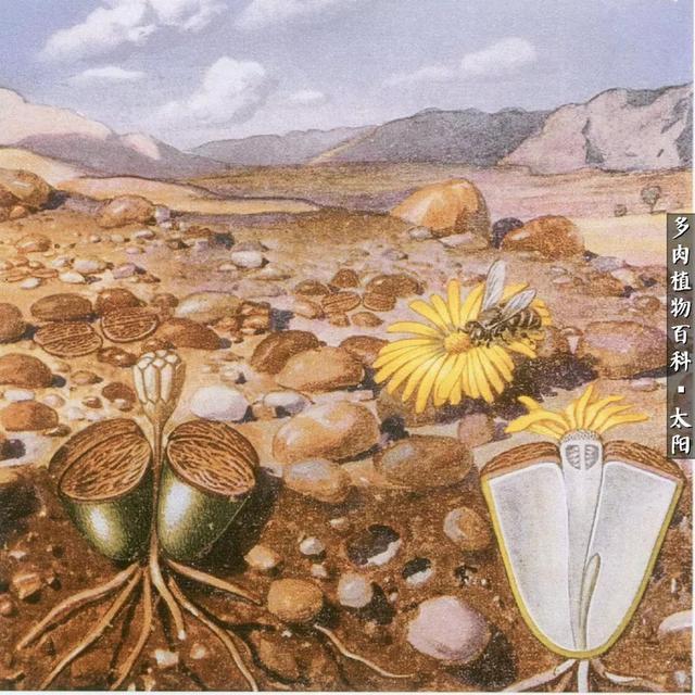 会开花的“石头”番杏科多肉植物“生石花”的养护心得!