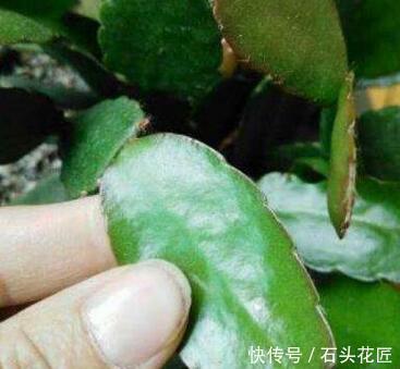 叶片|她繁殖蟹爪兰,就用1把“梳子”,3周长出“胡须根”