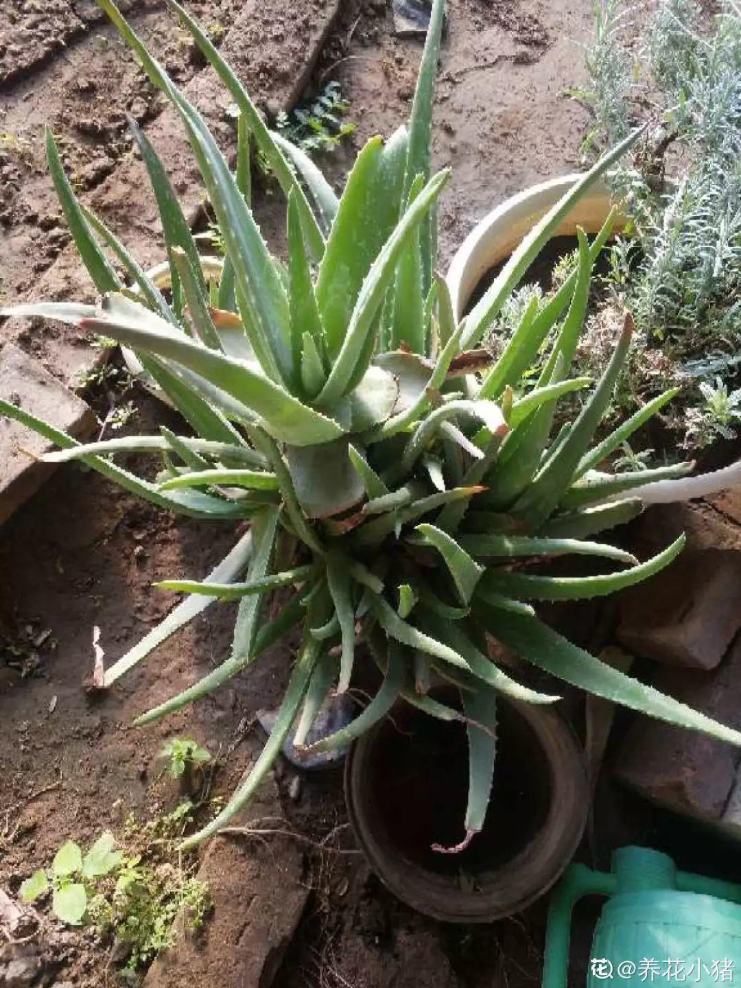 10种耐旱花,2个月不浇水,叶子反而绿油油!