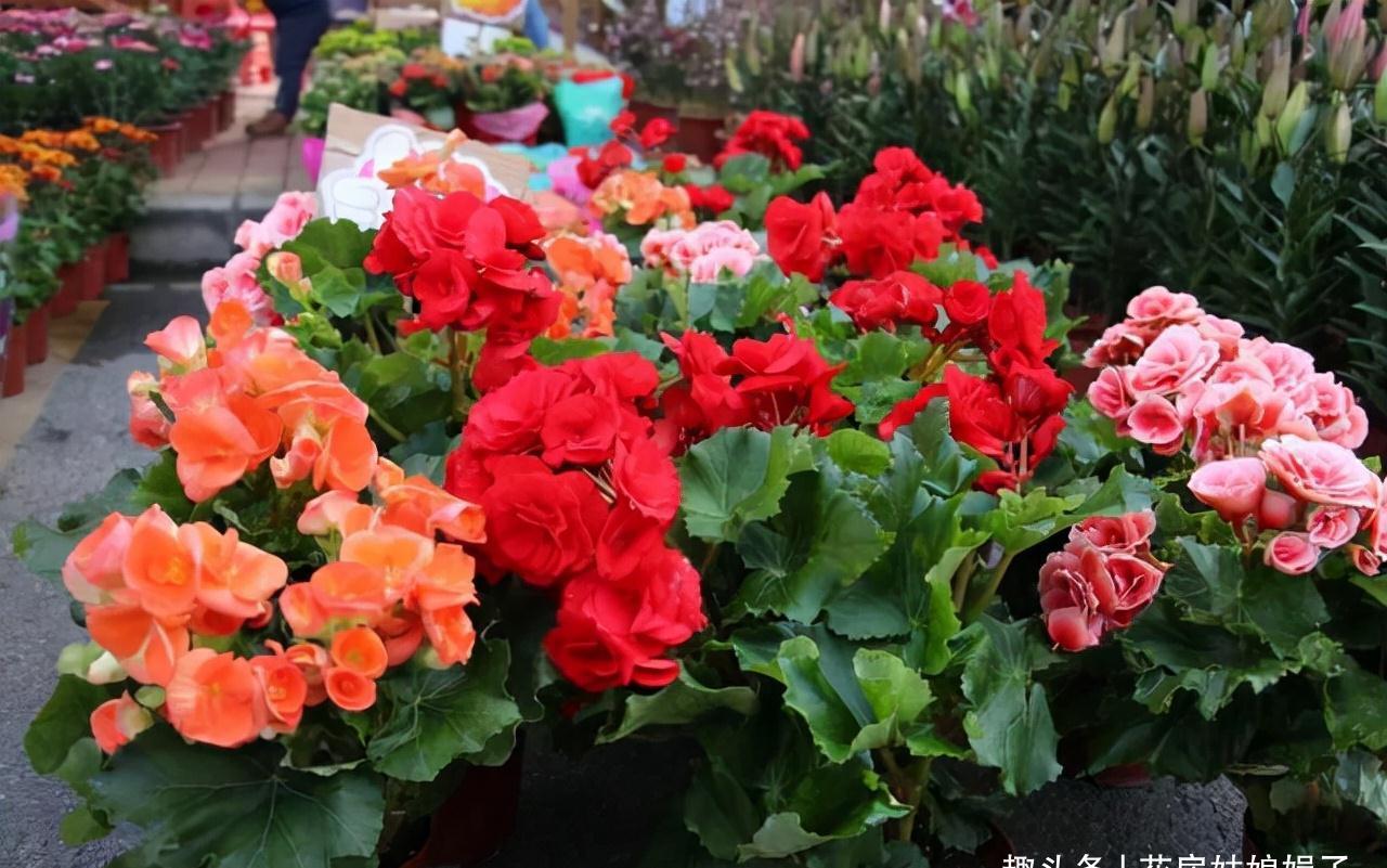 小丽花|12月了,家里养这些“年宵花”,株型美观、花色艳丽,还十分喜庆