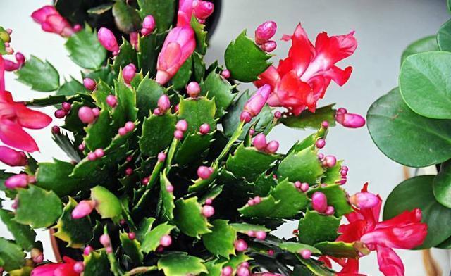 养好蟹爪兰,开花前做一个“小动作”,不长叶子,蹭蹭开花