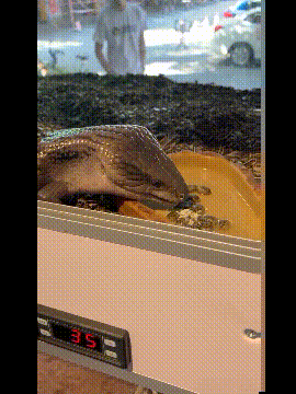 |搞笑段子GIF趣图现在的女孩们去学舞蹈都这么拼了吗。