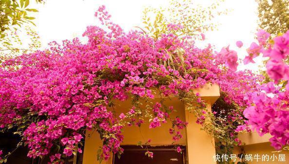 等我们老了,买一处院子,种上4种花,在花海里看花开