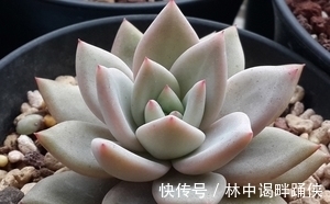 叶插多肉难成活?教你几个小技巧,个个出芽快,一次繁殖出一片!