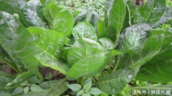 消除疲勞|農村這3大寶貝野菜，個個營養美味，補血，消除疲勞，降低血壓！