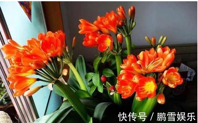 雨水|君子兰用什么水浇最好以下水用来浇君子兰,君子兰年年开花不断