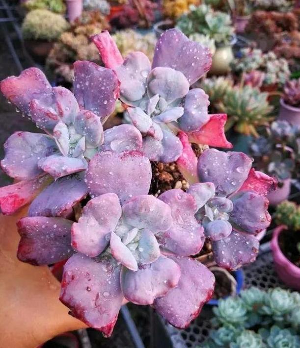 养多肉老桩，不想它茎叶长得乱糟糟就从这4方面着手提升颜值