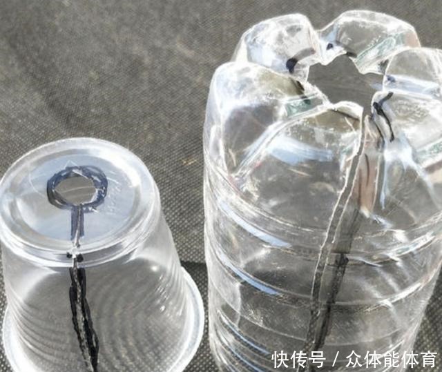 扦插月季失败,试试这种繁殖方法,更容易成活!