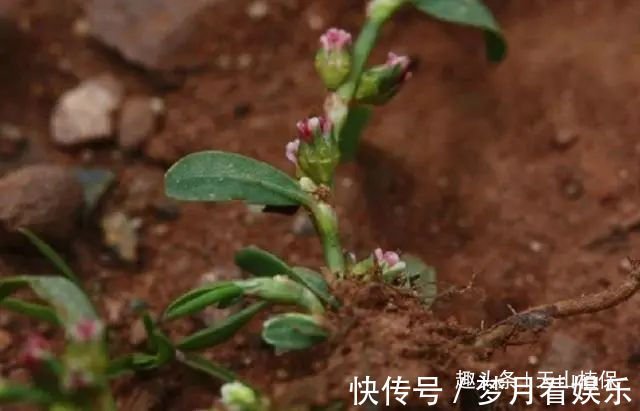 长命菜|一种野菜又叫长命菜，经常用来对付肠胃炎，如今卖得比猪肉都贵