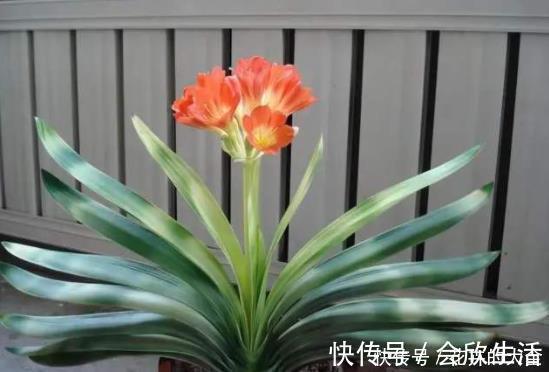 君子兰歪七扭八太难看？平常只需做2步，让它叶片整齐“一条线”