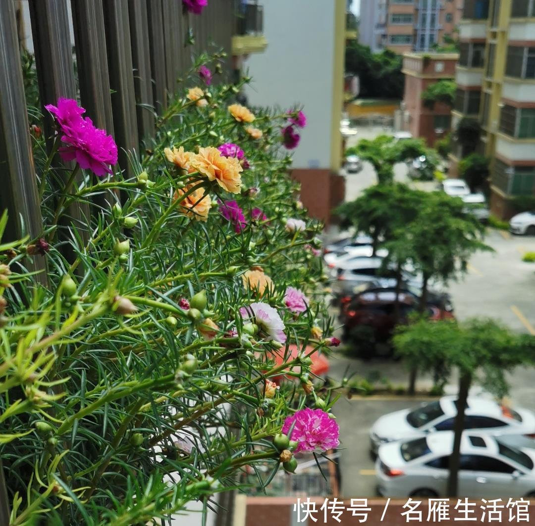 单瓣|重瓣太阳花怎么养?记住这3点,花朵多花量大,又大又鲜艳