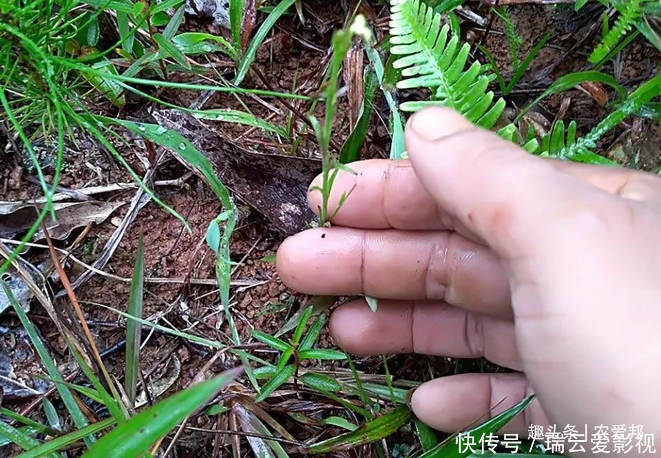 独脚|看似不起眼的野草，人称“草中黄金”在野外遇到就赚了！