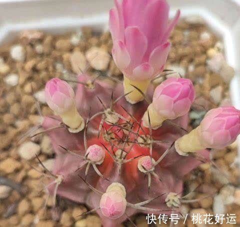 夏季|仙人球开花难?做好这4步,促花又促芽