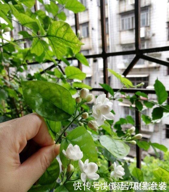 养茉莉,记住5点“疯狂”,一年开5茬,花开爆盆不是事