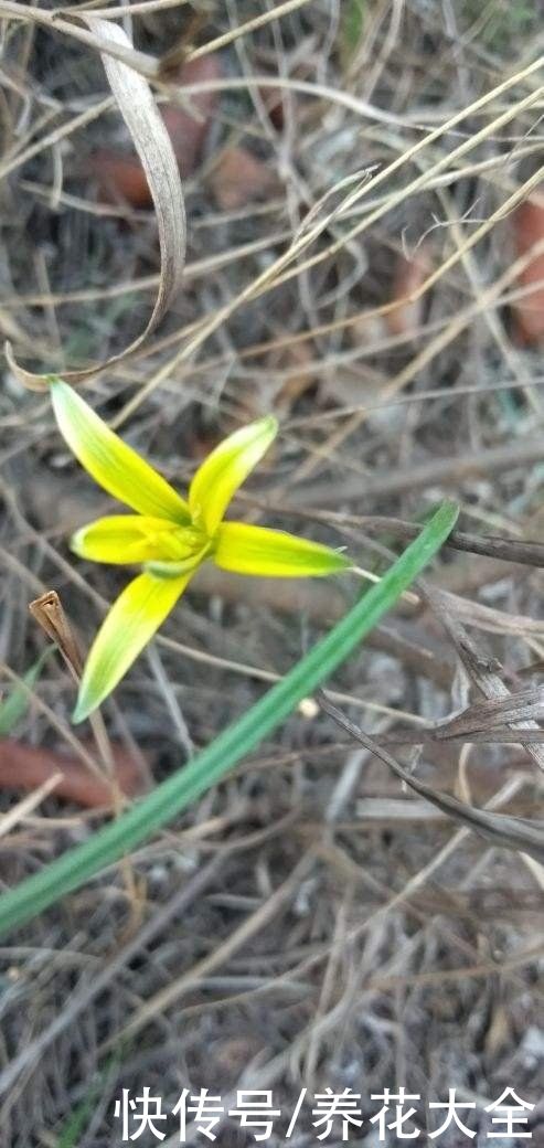  冬天|4种花冬天冻不死，夏天热不死，一年四季都能活