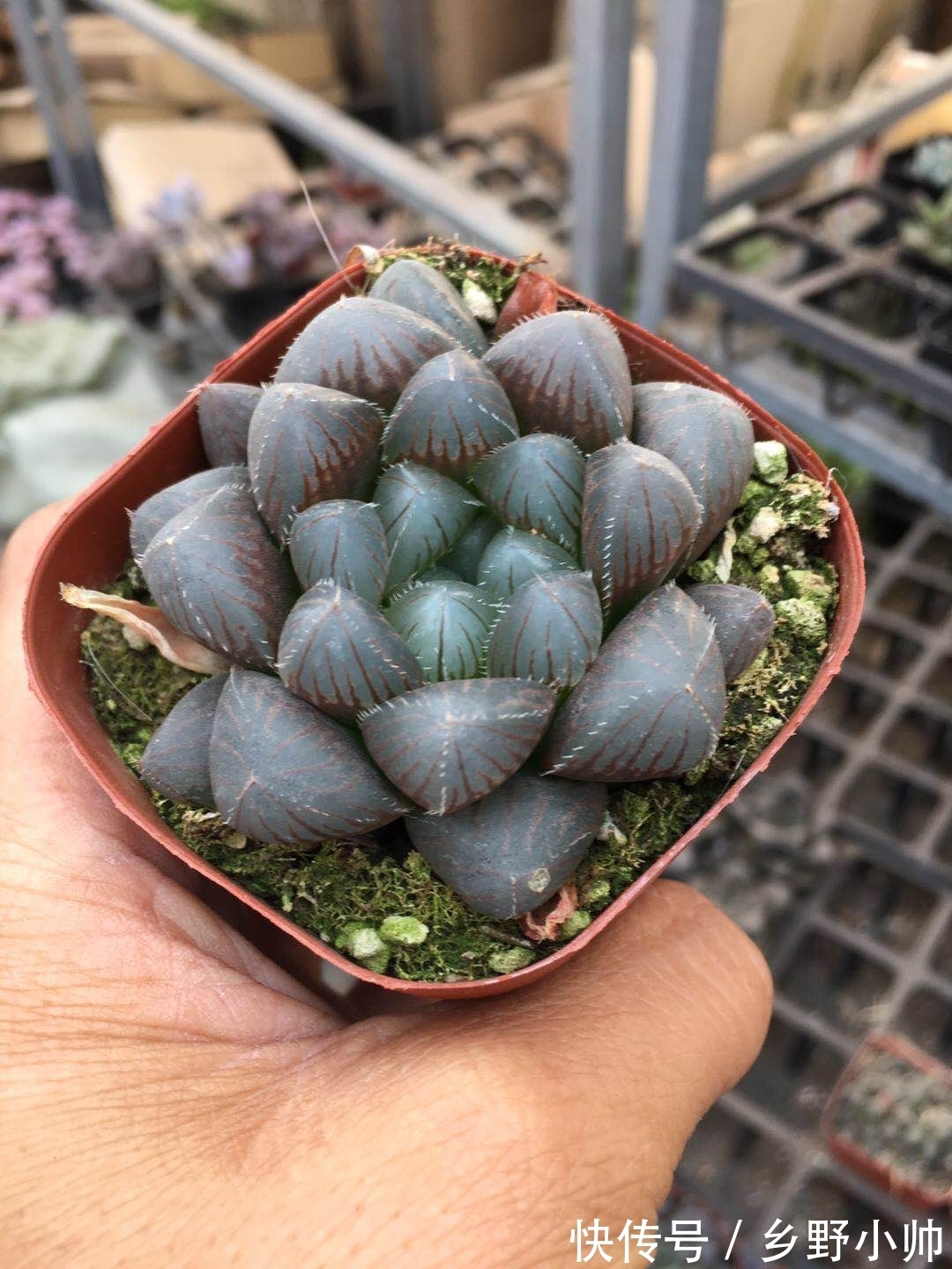 冬天室内就养它,叶型饱满,不徒长不褪色,状态满满