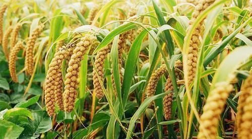 色氨酸|每天一碗小米粥,能长寿吗老中医别不信,这4种人最好天天喝