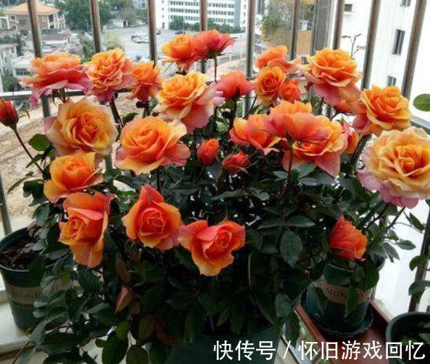 此花香味浓郁颜值高，一年到头有花赏，专为阳台而生，适合新手