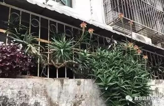 耐旱|5种适合新手养的花,耐旱还耐晒,不用管也能爆盆!