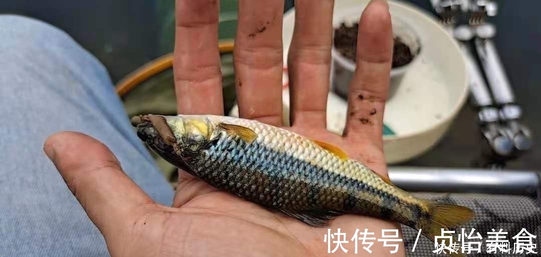 石斑鱼|溪石斑，鱼体虽小价格昂贵，很多钓鱼人根本不懂如何垂钓！